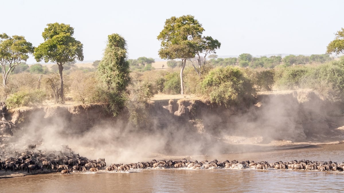 Tres parques, dos comunidades y un cráter con 25.000 animales: el safari que tiene todo el norte de Tanzania