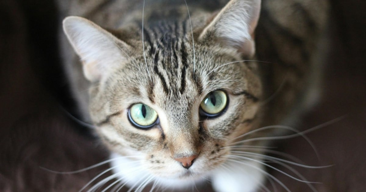 Gatos positivos para Giardia: por qué los más jóvenes concentran la infección y qué variantes pueden pasar a las personas