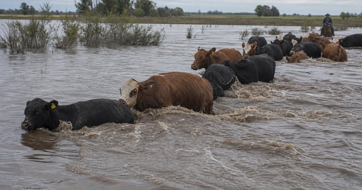 La crecida del Paraná en Corrientes obliga a evacuar cerca de 25.000 cabezas y empuja al alza el precio de la hacienda en Cañuelas
