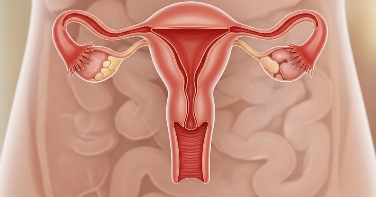 El ovario no se apaga: la vida silenciosa del órgano después de la menopausia