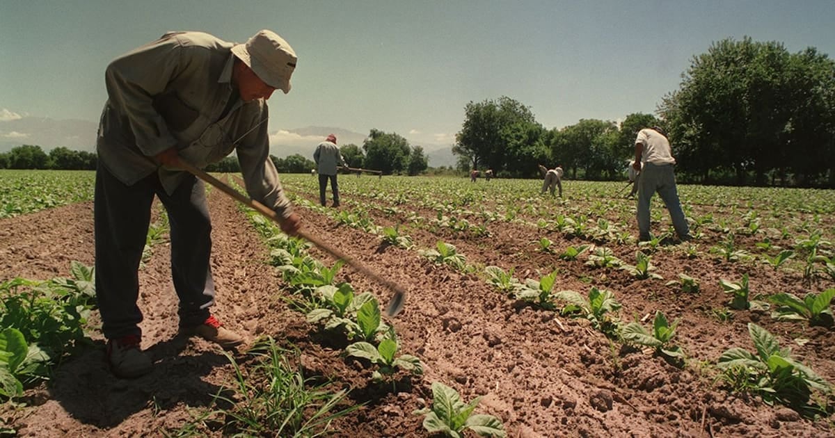 El Gobierno renovó por un año el piso de asignaciones para los trabajadores rurales temporarios