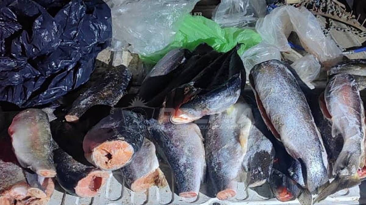 A levantar el reel con cuidado: arranca la previa de la pesca en la Patagonia y ya hay controles que dejaron a un pescador en infracción